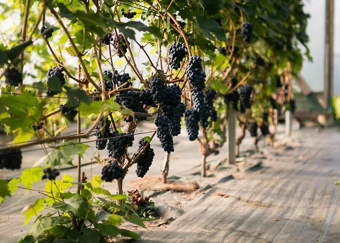 Apartment Murimäe Winery Guest Truuta